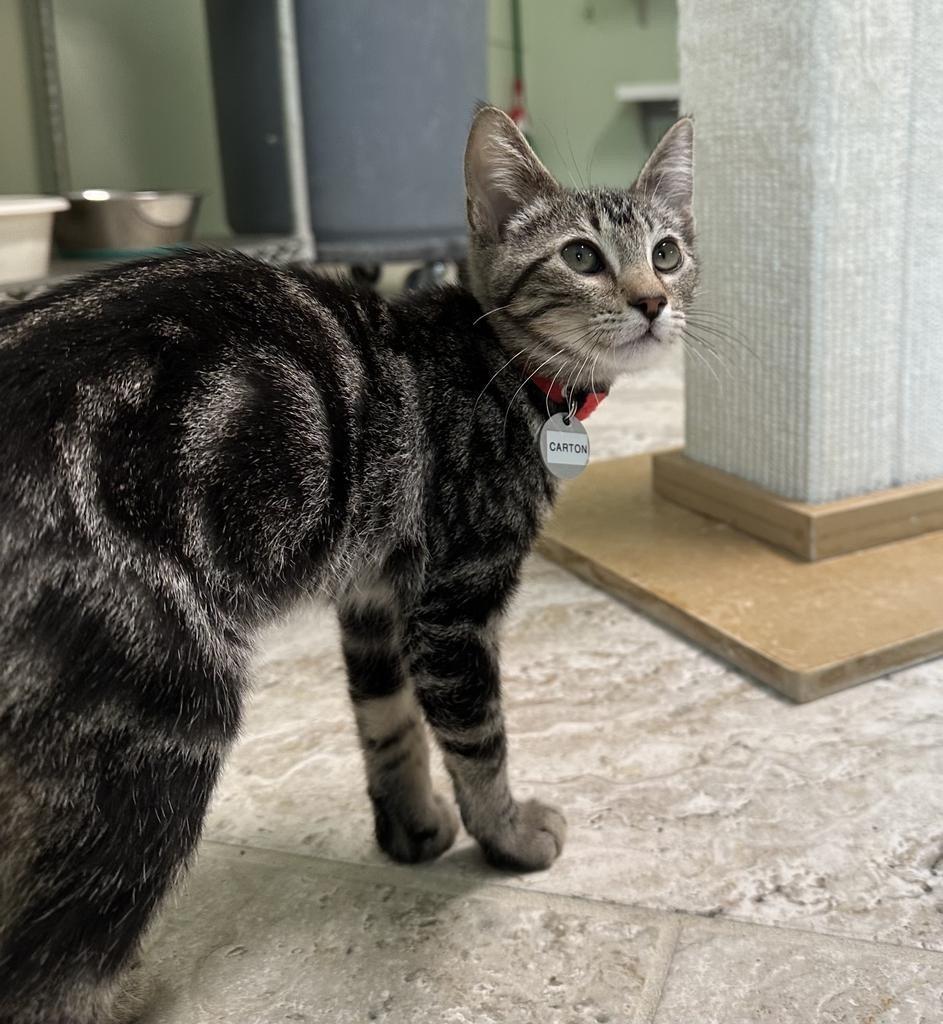 Carton, Adopted, Young Female Domestic Short Hair.