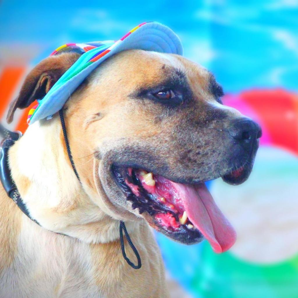 Ford JuM, Adoptable, Adult Male American Bulldog & Pit Bull Terrier.