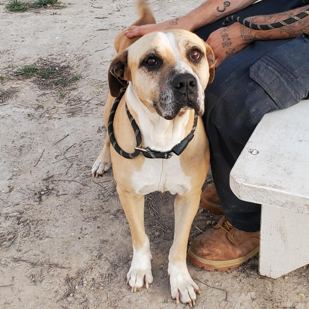 Ford JuM, a Adoptable mixed breed in Jacksonville, FL image 2/6