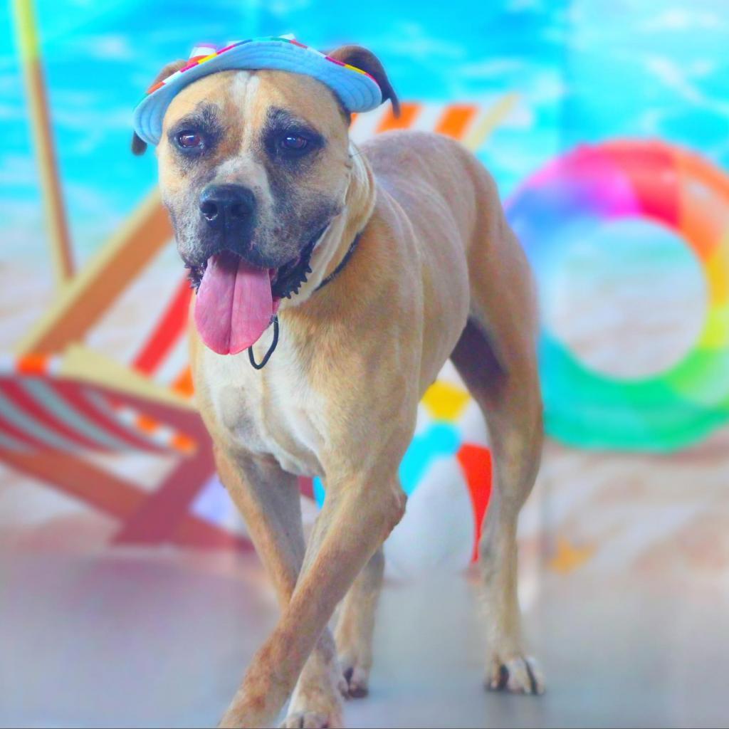 Ford JuM, a Adoptable mixed breed in Jacksonville, FL image 3/6