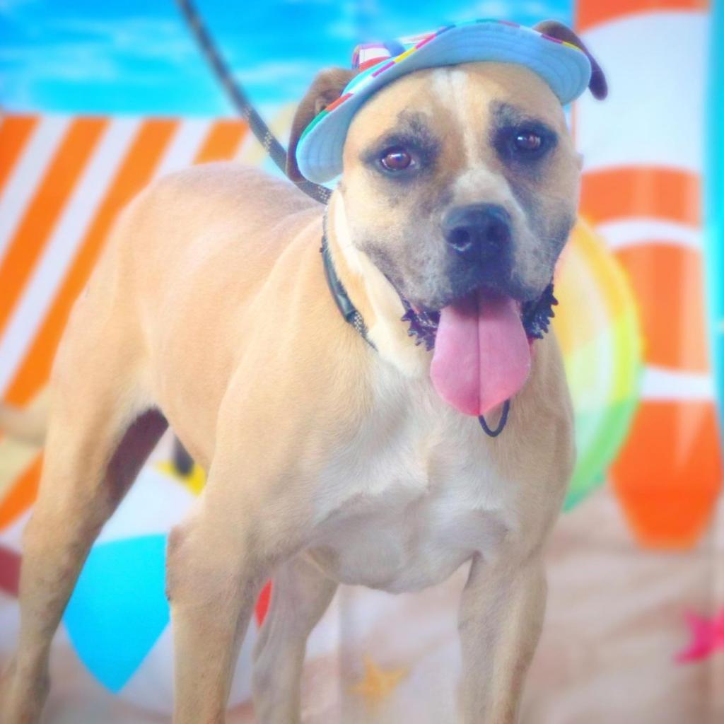 Ford JuM, a Adoptable mixed breed in Jacksonville, FL image 4/6