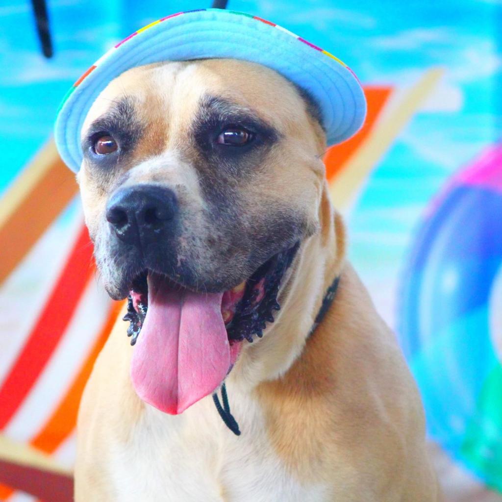 Ford JuM, a Adoptable mixed breed in Jacksonville, FL image 5/6