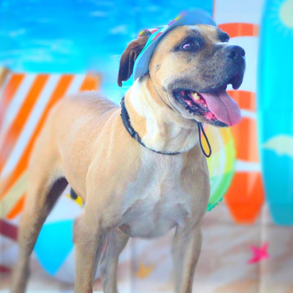 Ford JuM, a Adoptable mixed breed in Jacksonville, FL image 6/6