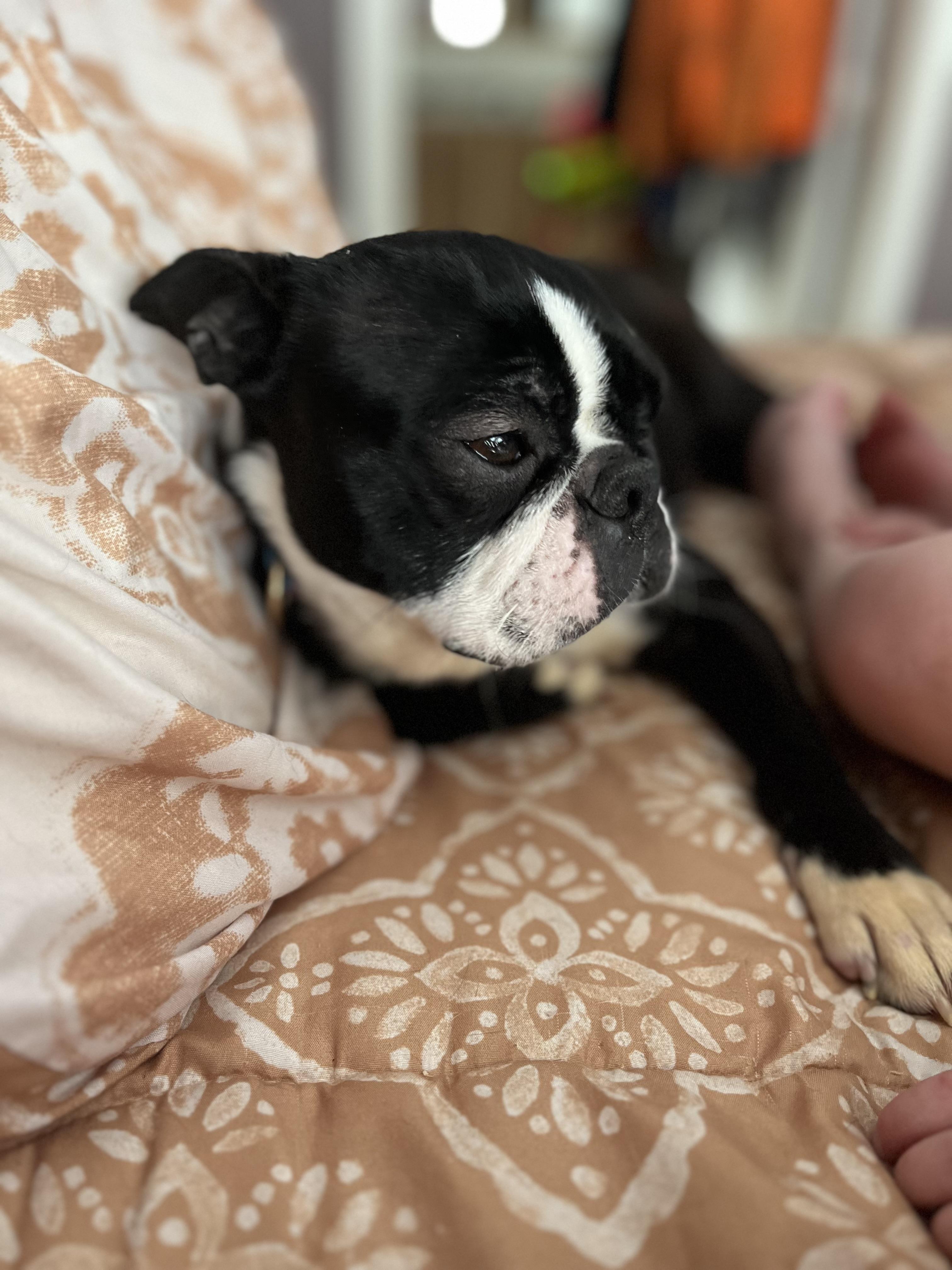 Enlarge Tallulah, a ADOPTABLE Boston Terrier in Stockton Springs, ME image 4/4