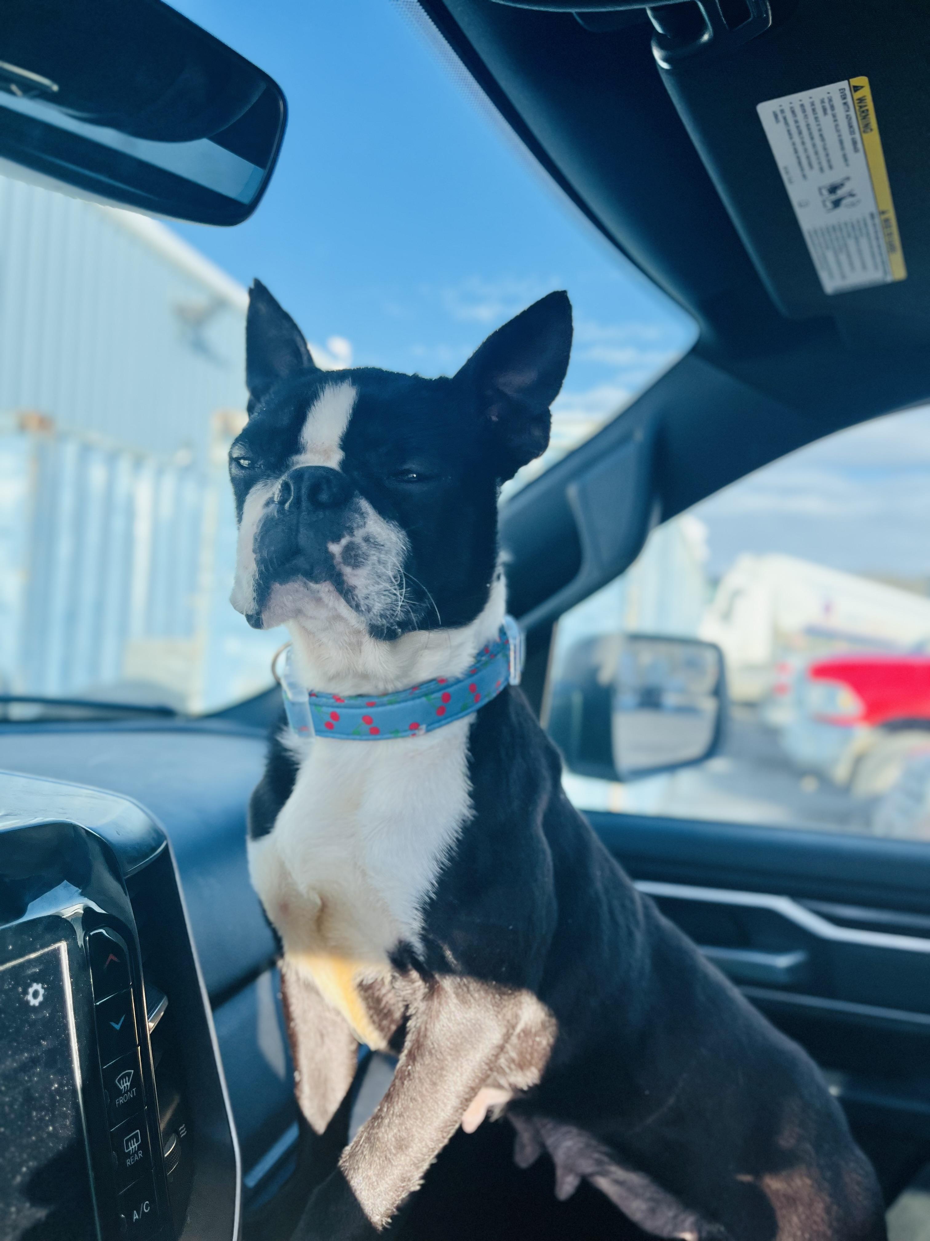 Enlarge Tallulah, a ADOPTABLE Boston Terrier in Stockton Springs, ME image 3/4