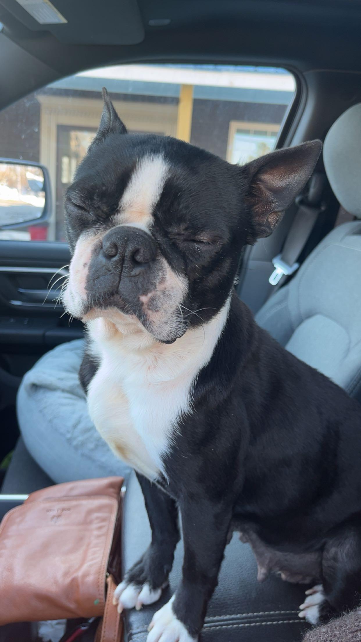 Enlarge Tallulah, a ADOPTABLE Boston Terrier in Stockton Springs, ME image 1/4