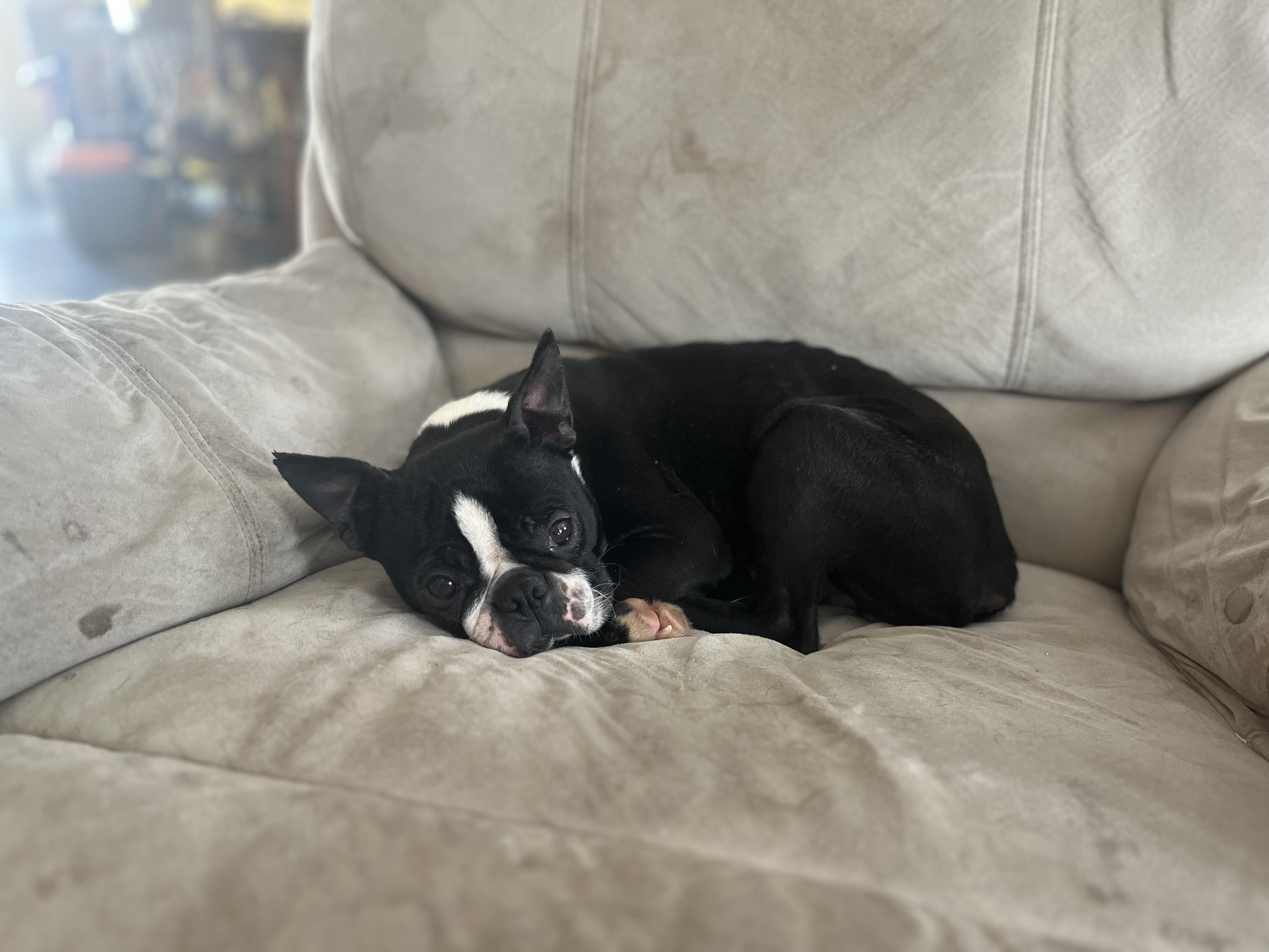 Enlarge Tallulah, a ADOPTABLE Boston Terrier in Stockton Springs, ME image 2/4