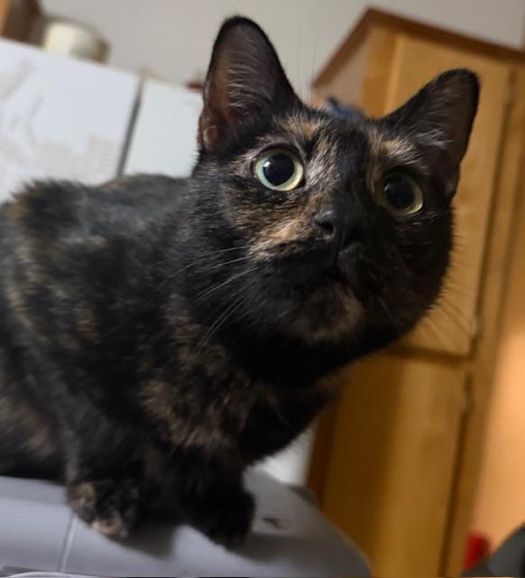 Jasper, ADOPTABLE, Young Female Domestic Short Hair.