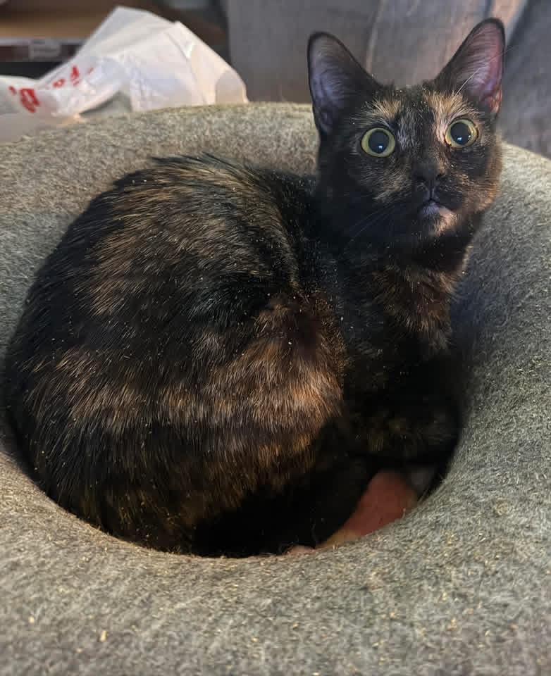 Enlarge Jasper, a ADOPTABLE Domestic Short Hair in Eugene, OR image 4/6