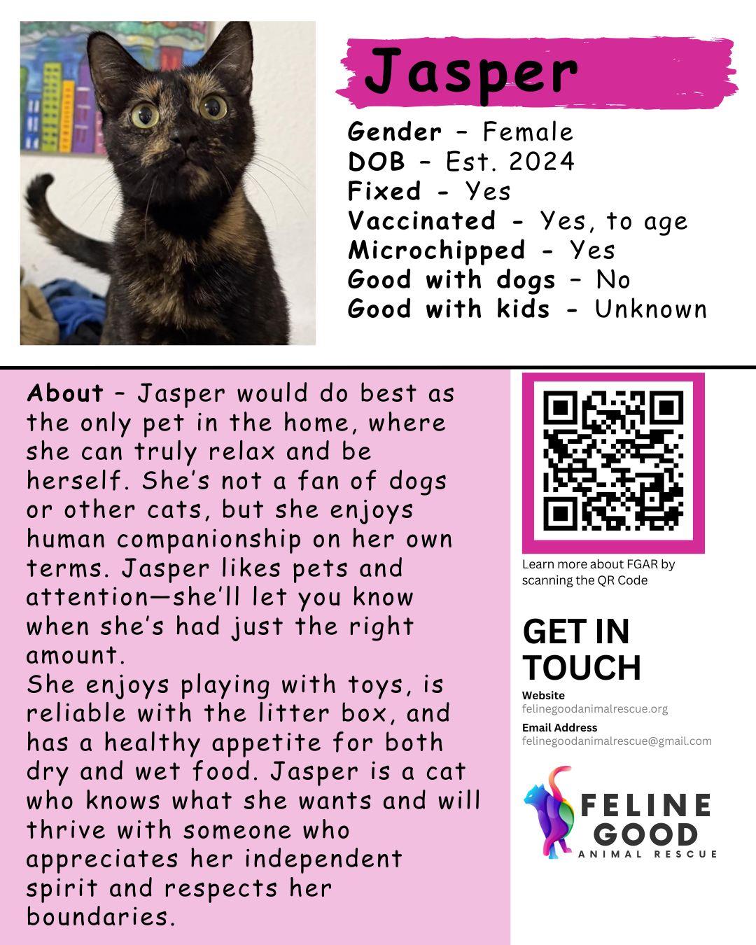 Enlarge Jasper, a ADOPTABLE Domestic Short Hair in Eugene, OR image 5/6