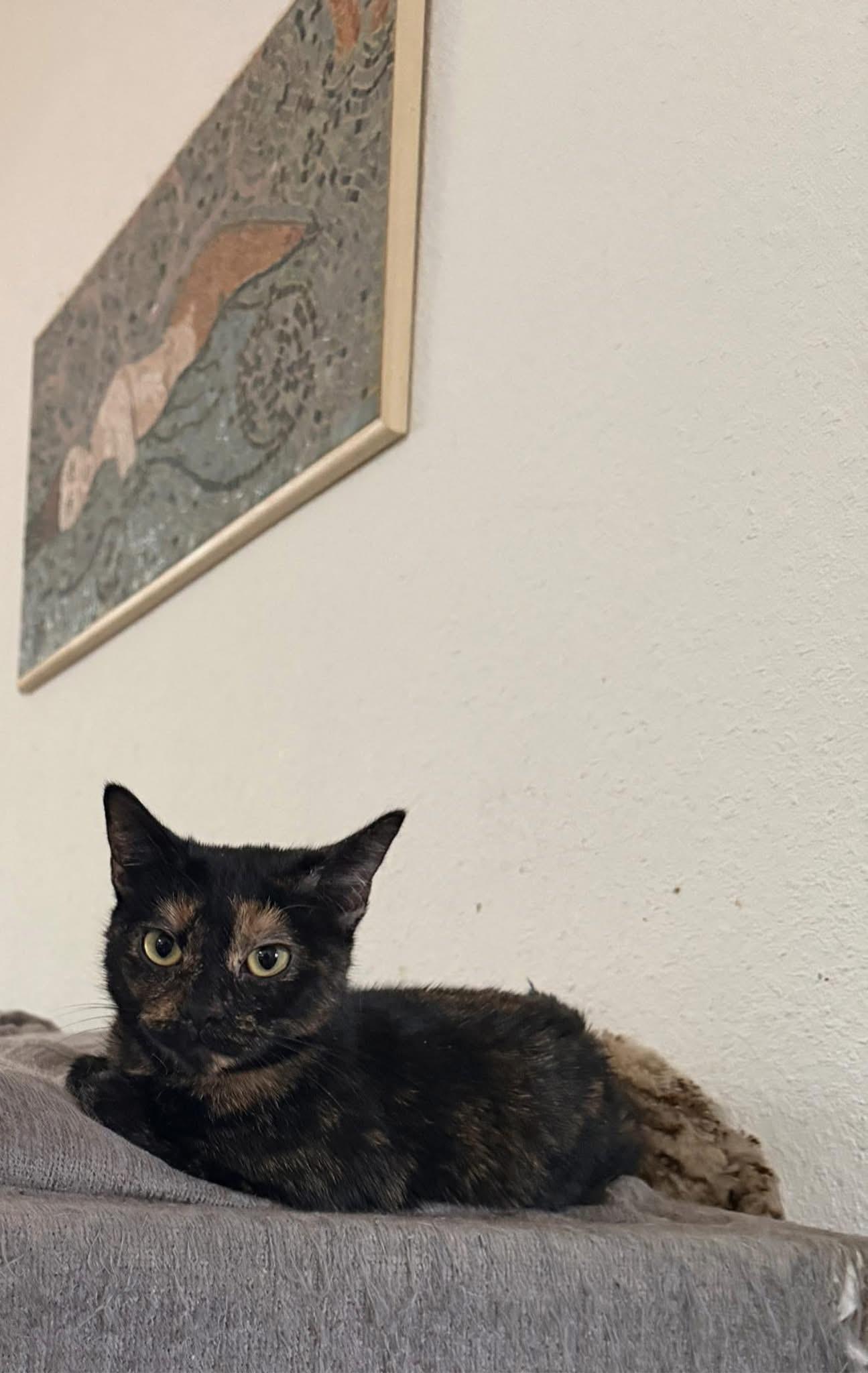 Enlarge Jasper, a ADOPTABLE Domestic Short Hair in Eugene, OR image 3/6