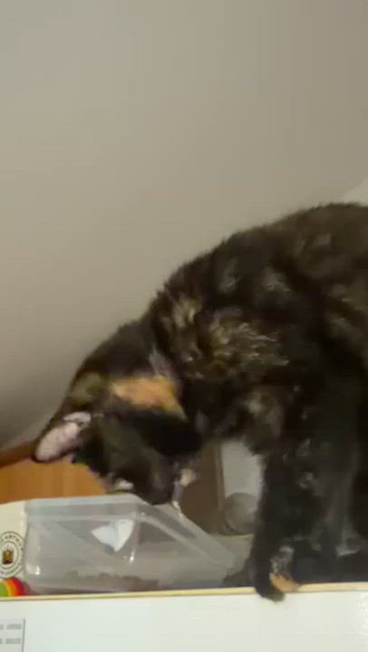 Enlarge Jasper, a ADOPTABLE Domestic Short Hair in Eugene, OR video 6/6