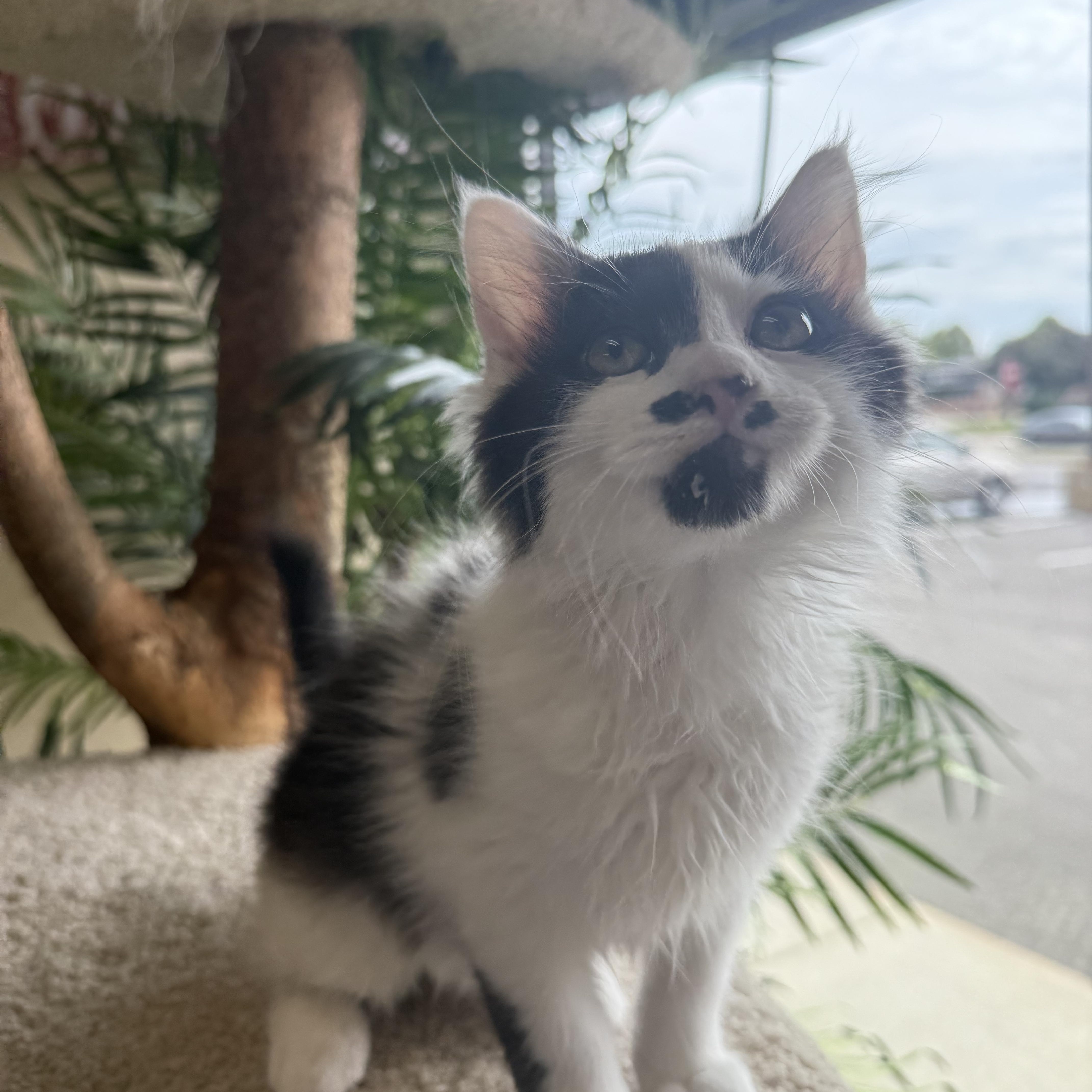 Pistachio thumbnail 3