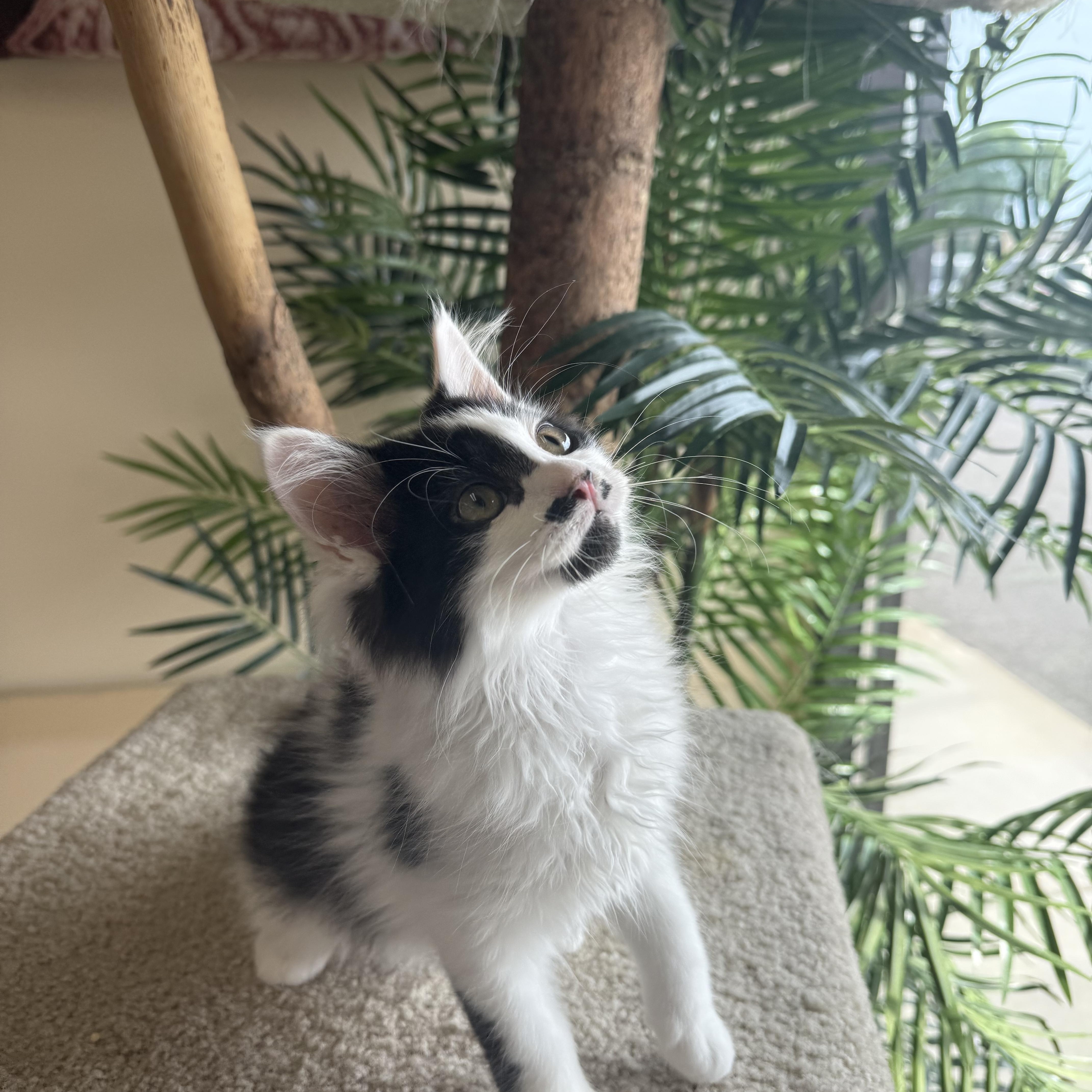 Pistachio thumbnail 4