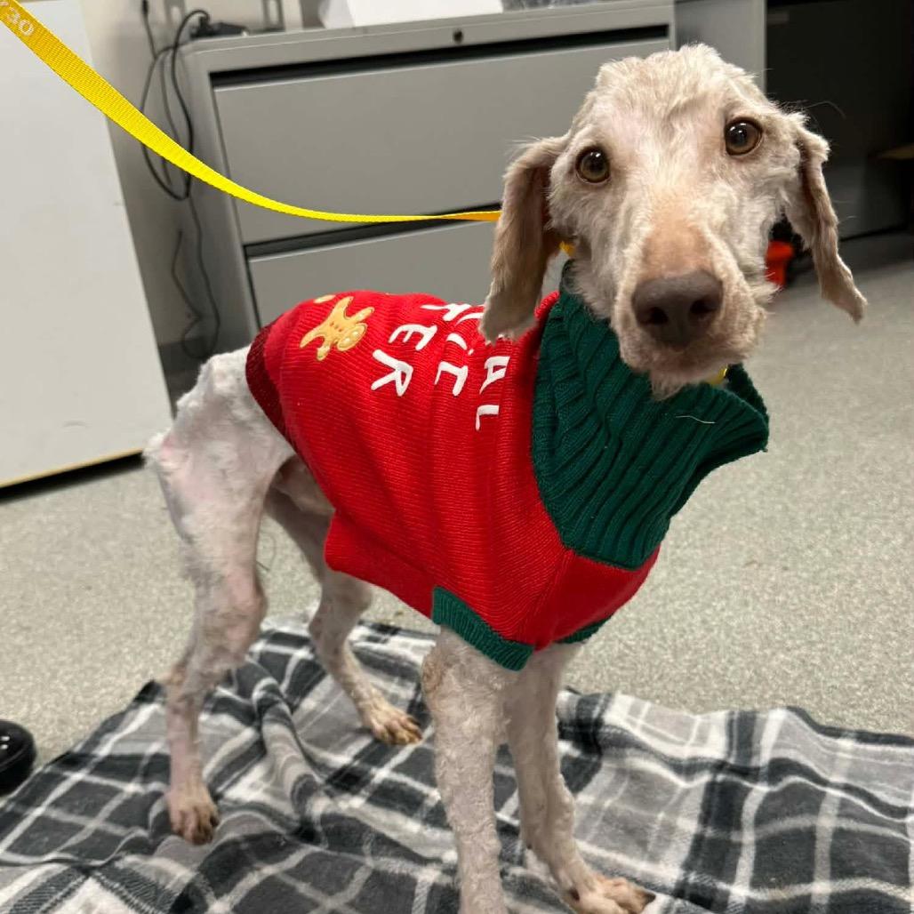 Enlarge Evergreen, a Adoptable Mixed Breed in Batavia, OH image 1/1