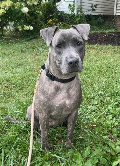 Cappuccino 4, a Adoptable mixed breed in Cleveland, OH image 1/3