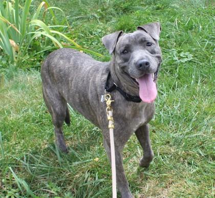 Cappuccino 4, a Adoptable mixed breed in Cleveland, OH image 2/3