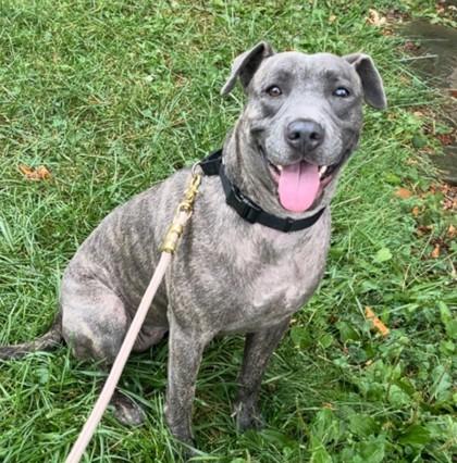 Cappuccino 4, a Adoptable mixed breed in Cleveland, OH image 3/3