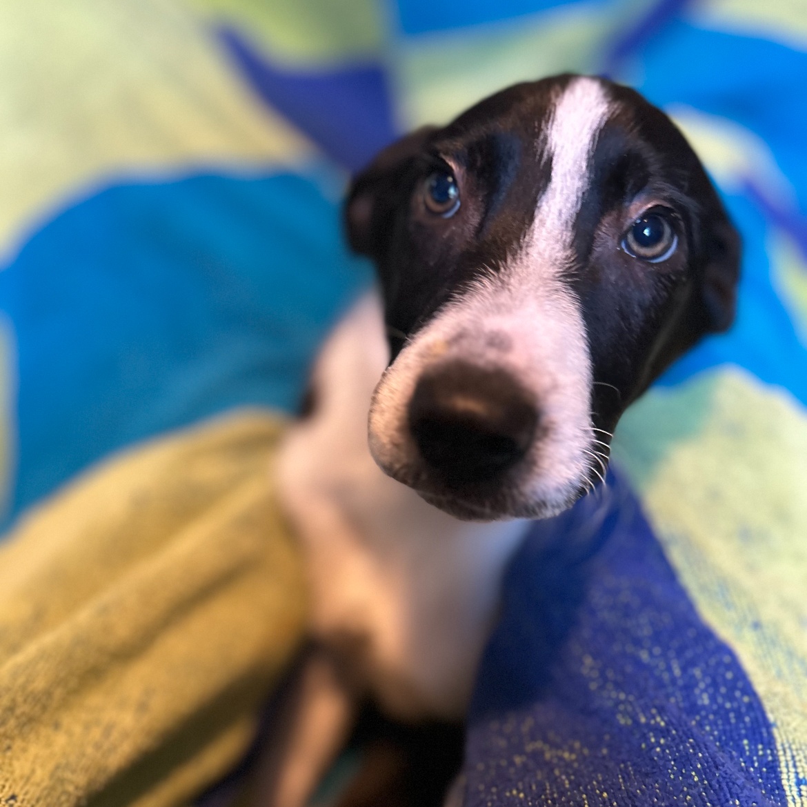 Enlarge Ace, a Adoptable mixed breed in Lindenhurst, NY image 3/3