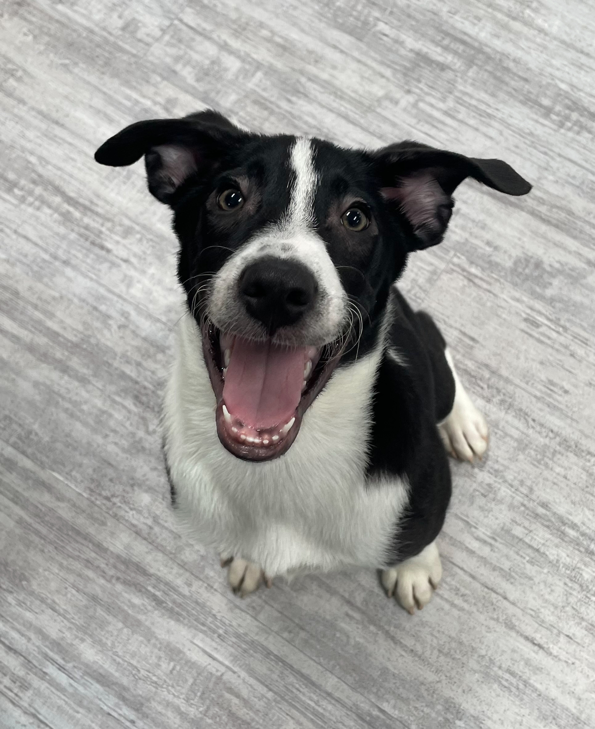 Enlarge Ace, a Adoptable mixed breed in Lindenhurst, NY image 2/3