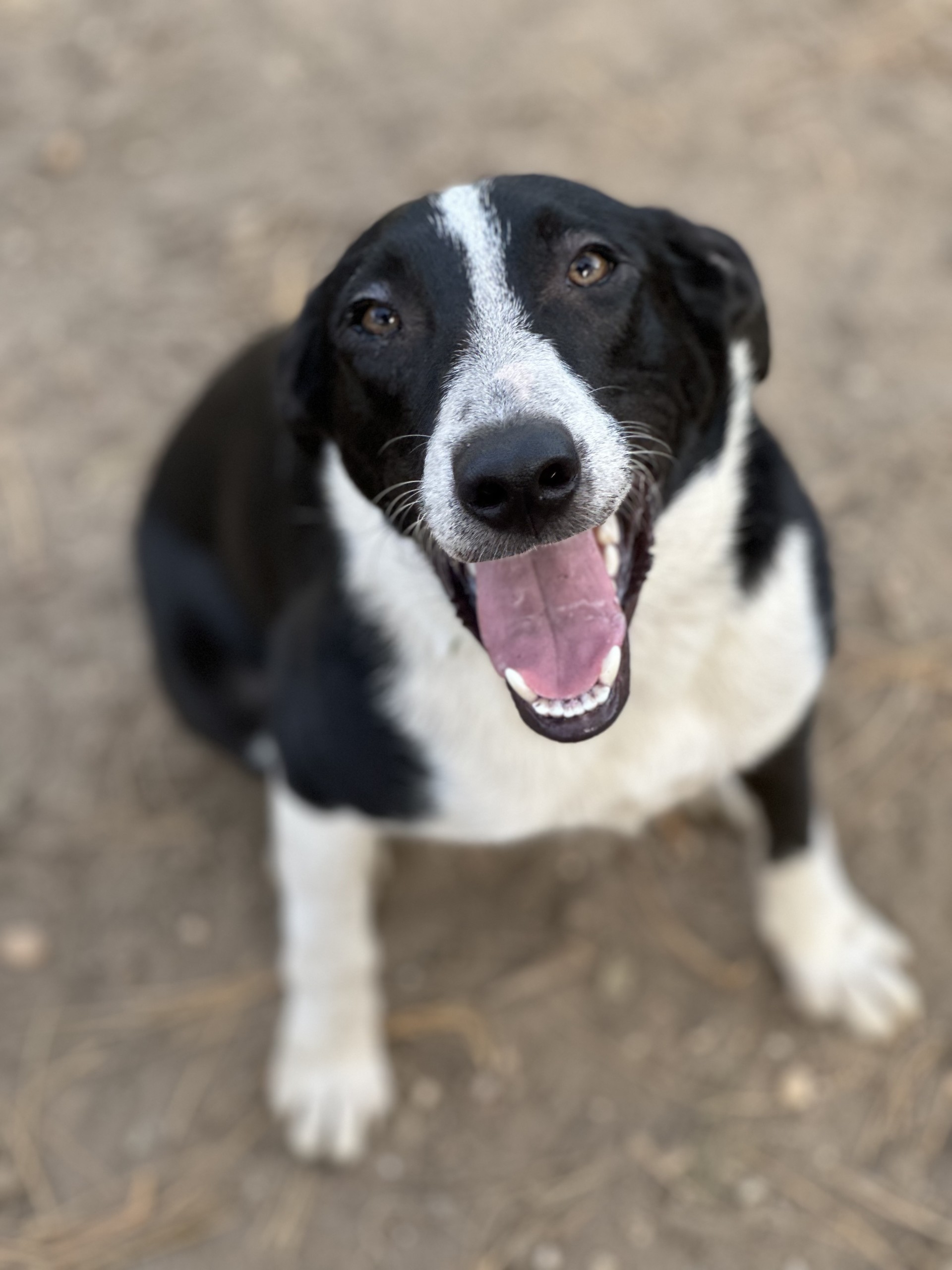 Enlarge Ace, a Adoptable mixed breed in Lindenhurst, NY image 1/3