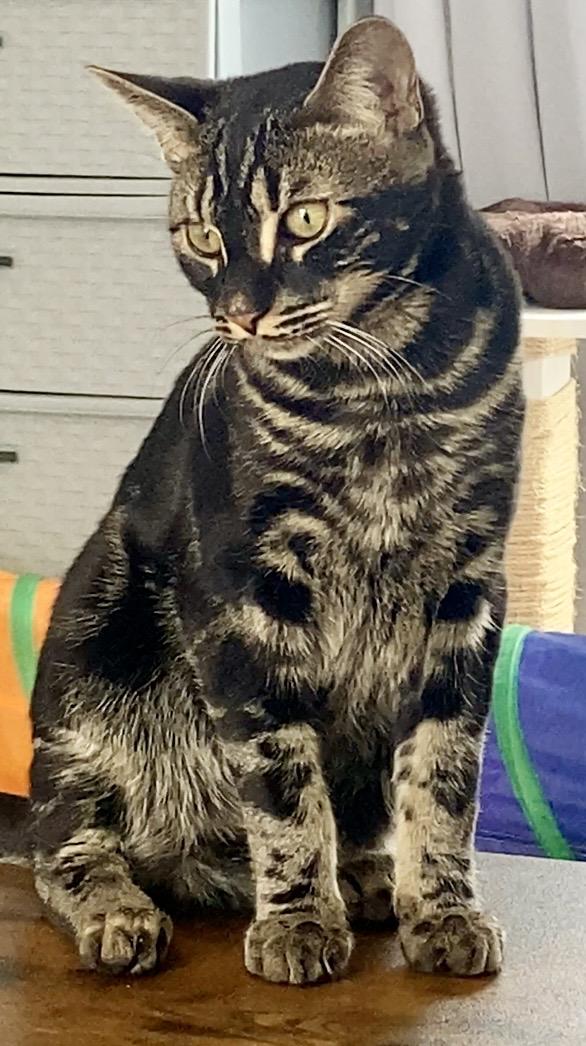 Enlarge Cheeto & Frito, an adopted Bengal in Syracuse, NY image 2/6