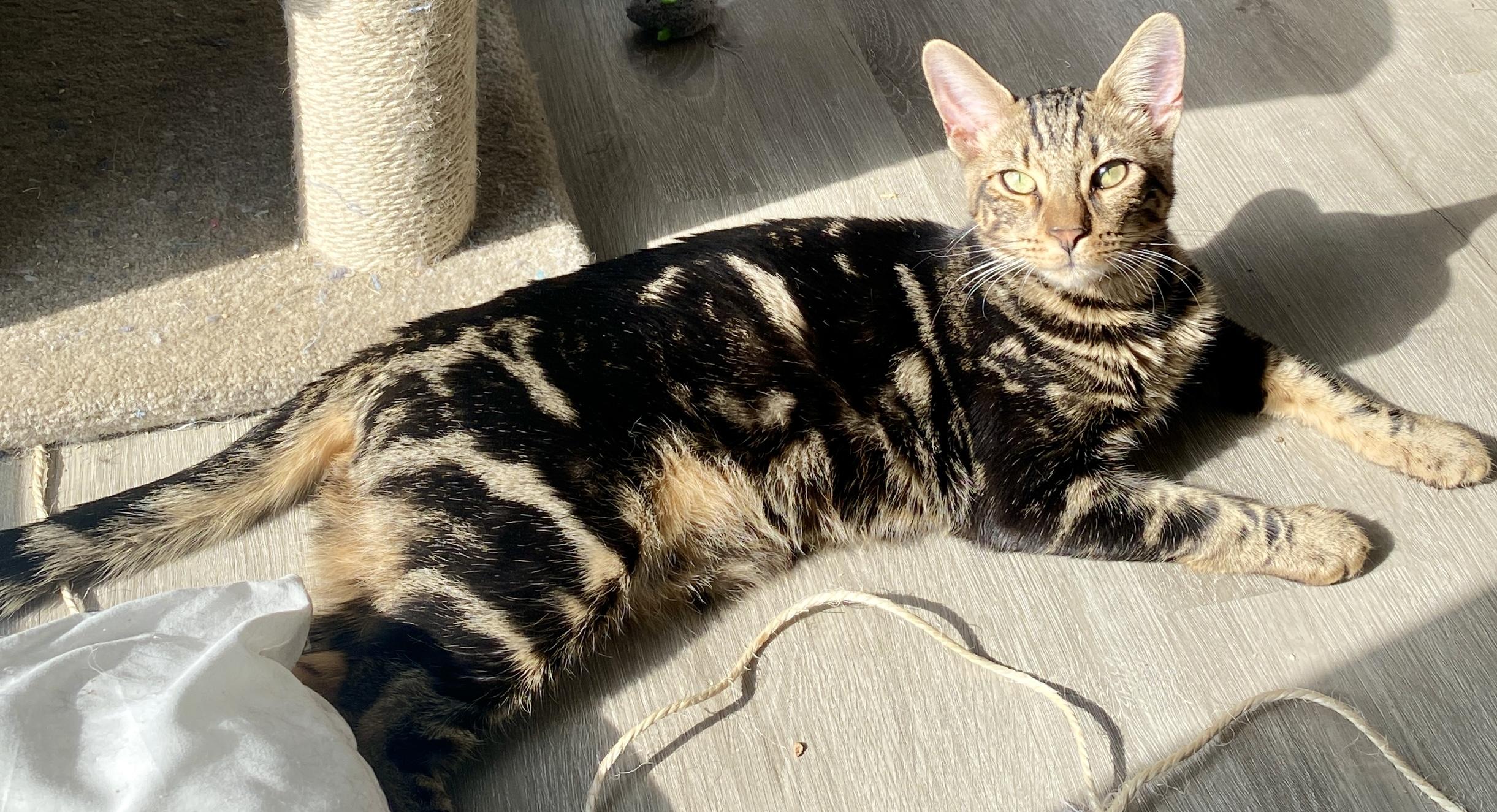 Enlarge Cheeto & Frito, an adopted Bengal in Syracuse, NY image 5/6