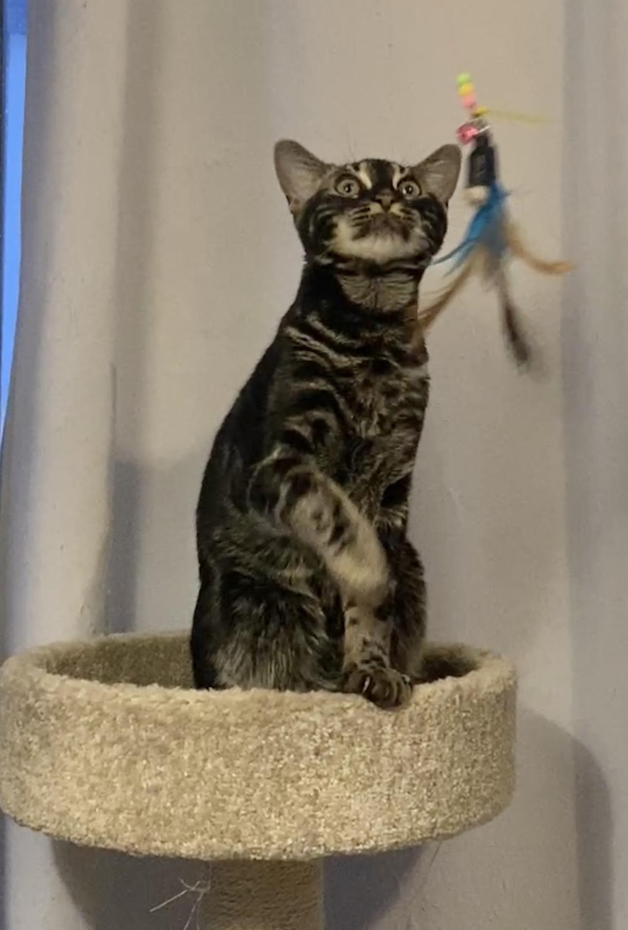 Enlarge Cheeto & Frito, an adopted Bengal in Syracuse, NY image 3/6