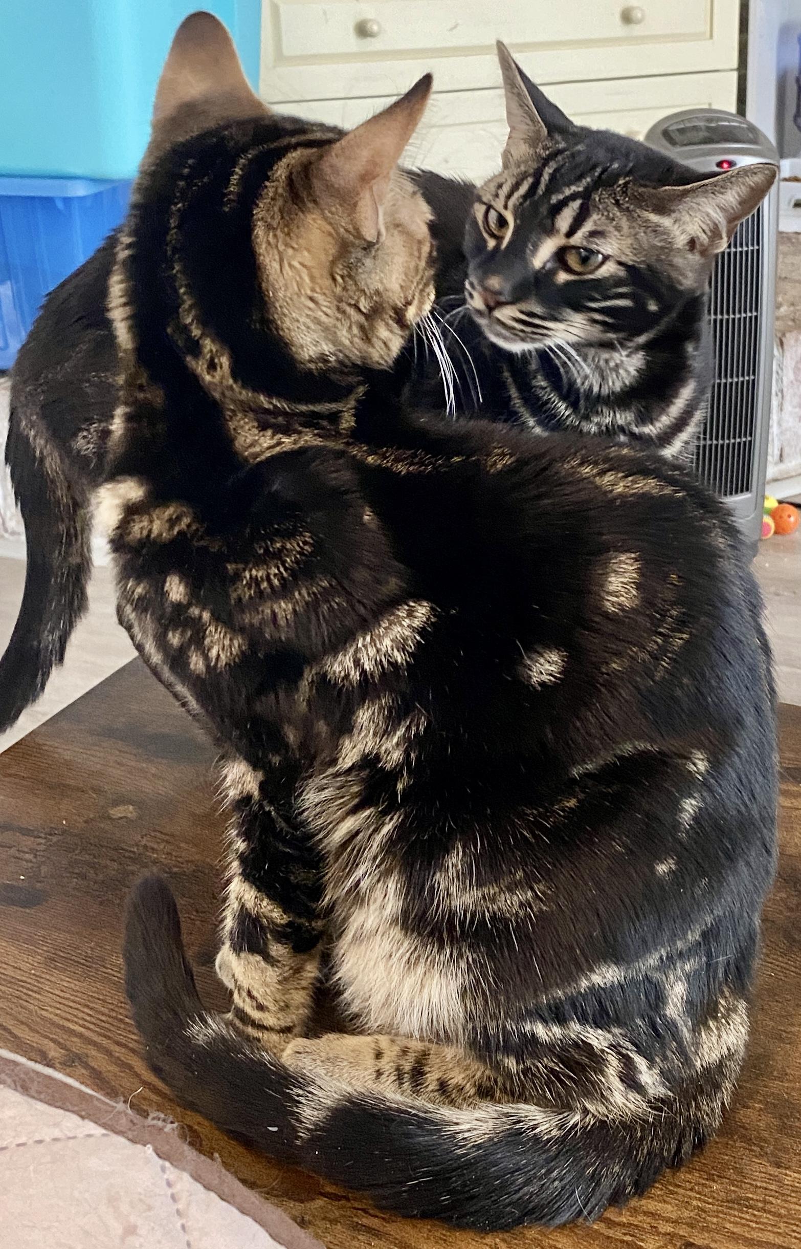 Enlarge Cheeto & Frito, an adopted Bengal in Syracuse, NY image 4/6