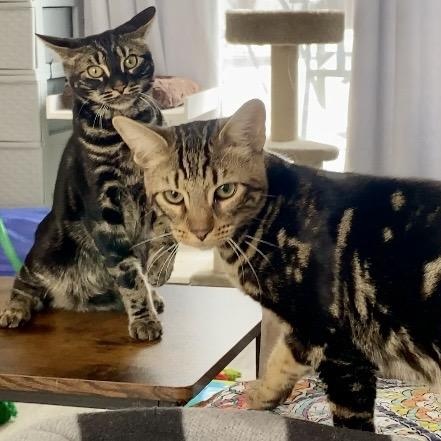 Enlarge Cheeto & Frito, an adopted Bengal in Syracuse, NY image 1/6