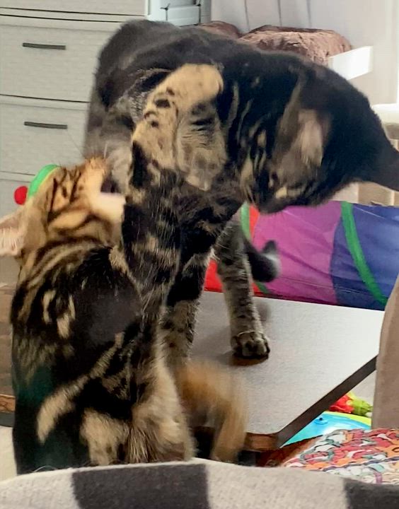 Enlarge Cheeto & Frito, an adopted Bengal in Syracuse, NY video 6/6
