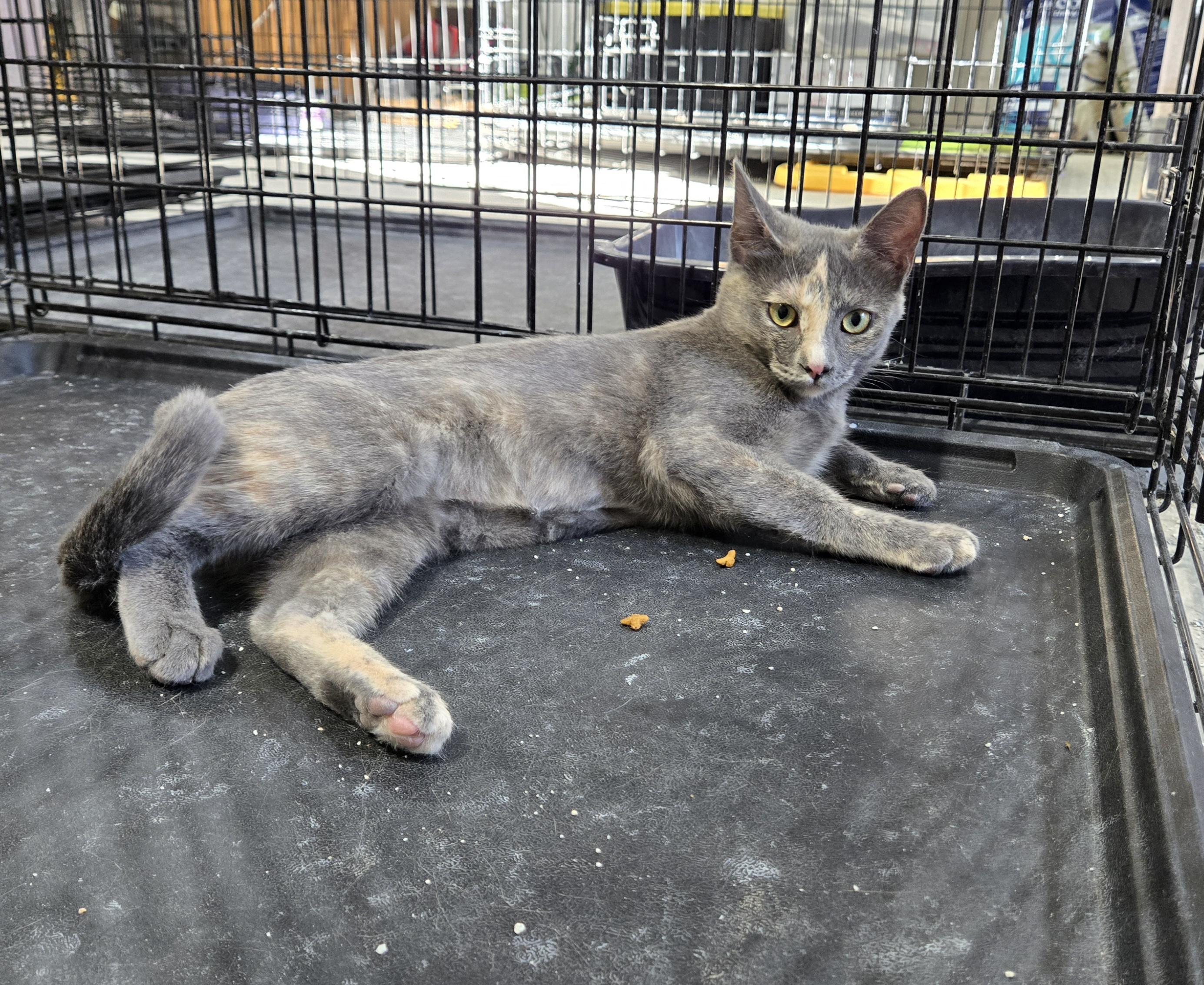 Han Solo, an adoptable Domestic Short Hair in Steamboat Springs, CO, 80477 | Photo Image 1
