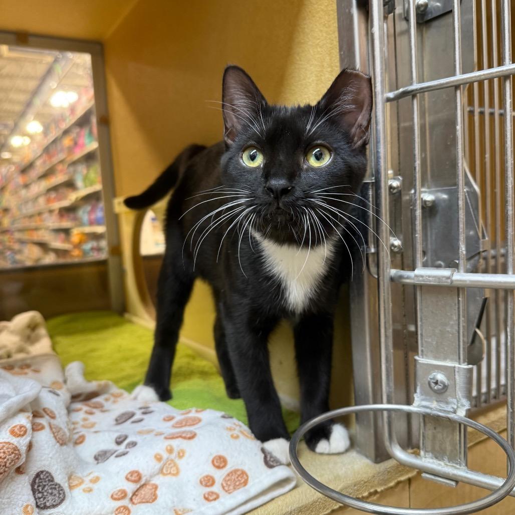 Romaney, Adoptable, Kitten Female Domestic Short Hair.