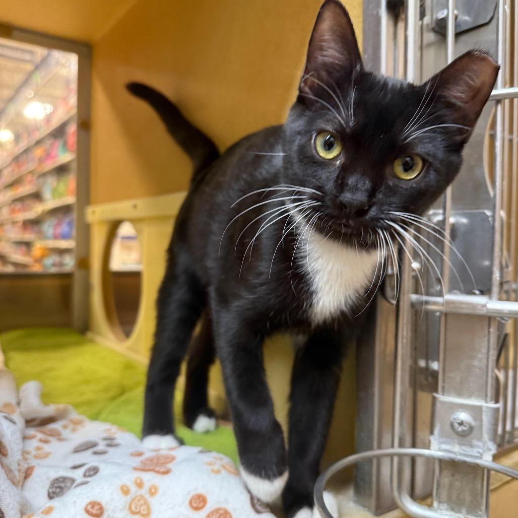 Enlarge Romaney, a Adoptable Domestic Short Hair in Desert Hot Springs, CA image 2/4