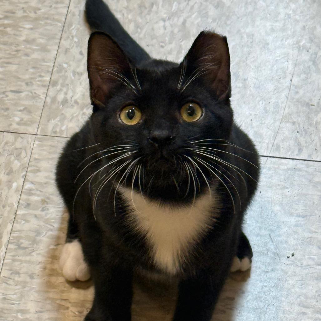 Enlarge Romaney, a Adoptable Domestic Short Hair in Desert Hot Springs, CA image 3/4