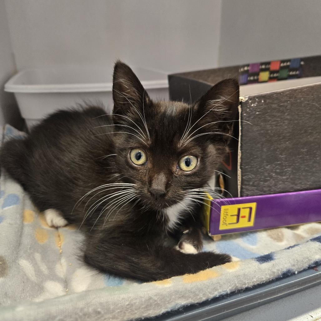 Enlarge Romaney, a Adoptable Domestic Short Hair in Desert Hot Springs, CA image 4/4