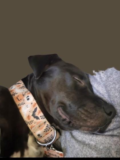 Spooky, a Adoptable mixed breed in Montreal, QC image 1/3