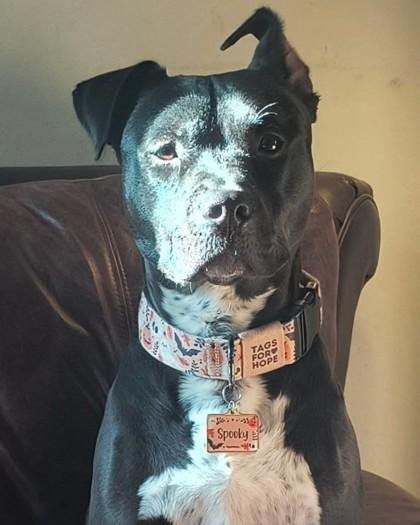 Spooky, a Adoptable mixed breed in Montreal, QC image 2/3