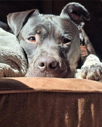 Spooky, a Adoptable mixed breed in Montreal, QC image 2/3