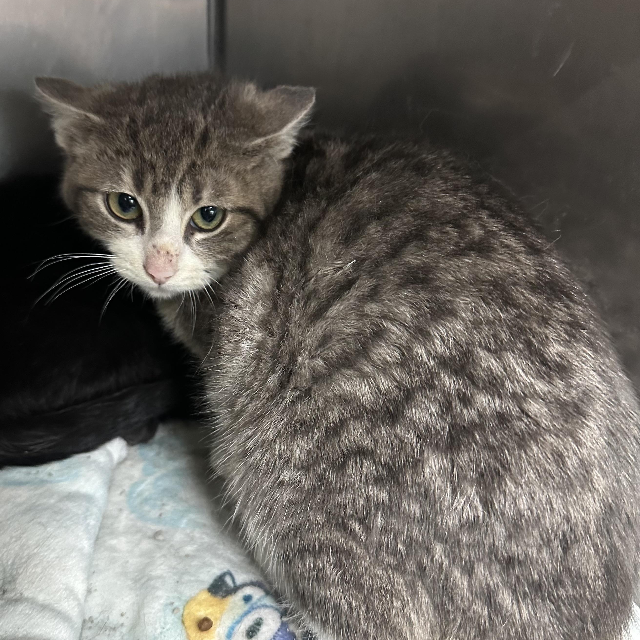 Enlarge Crash Out, a ADOPTABLE Domestic Short Hair in Brookings, SD image 1/1