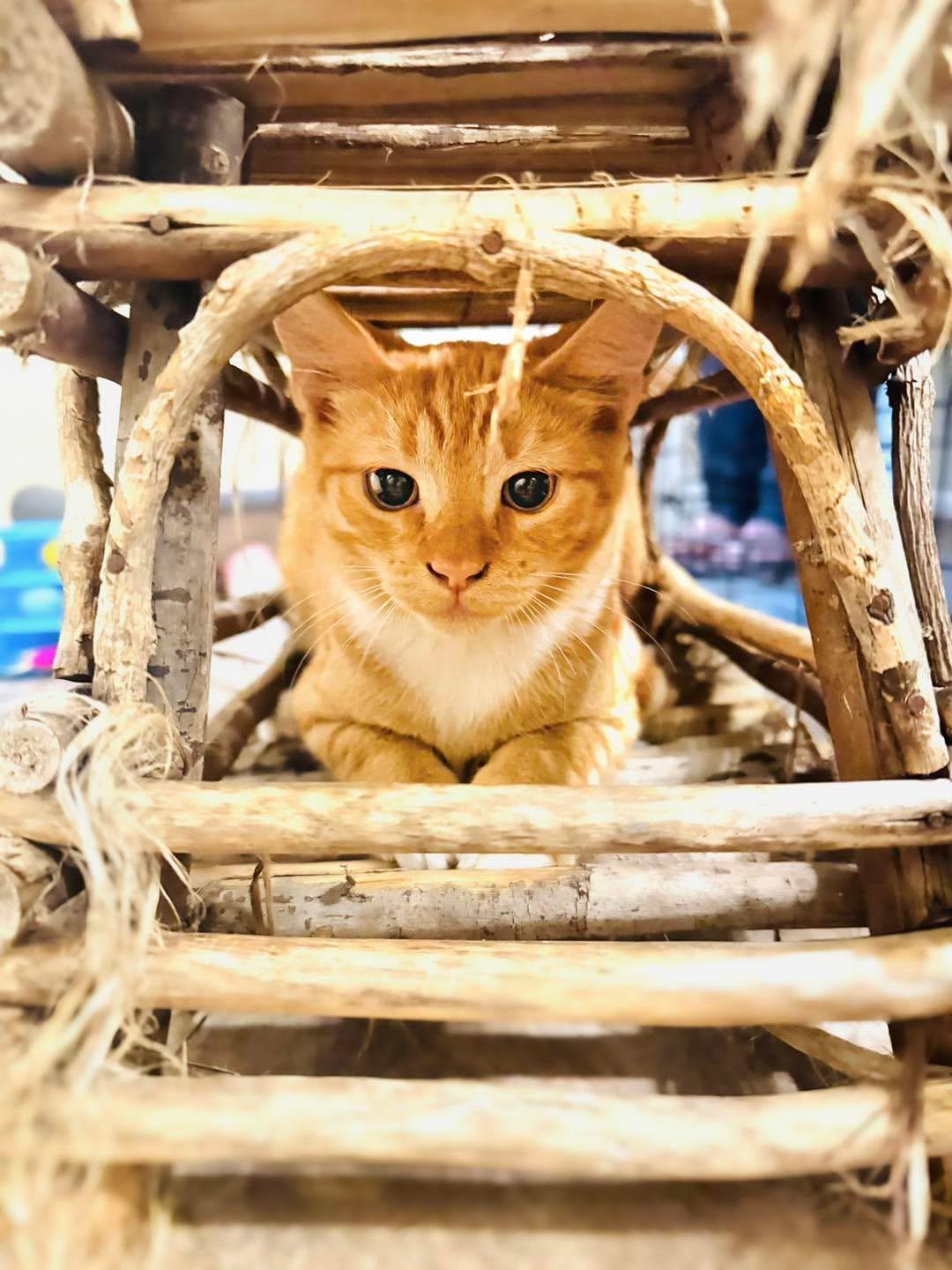 Enlarge Elk, a Adoptable mixed breed in Mooresville, NC image 6/6