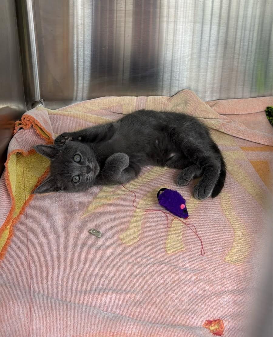 Gracie - bottle baby in foster care