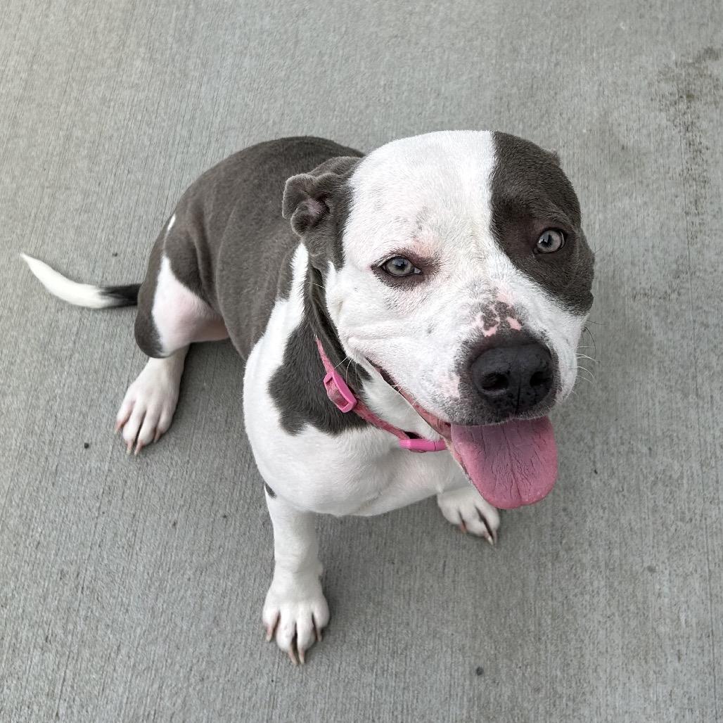 Enlarge Vayda, a Adoptable Pit Bull Terrier in Marion, VA image 3/6