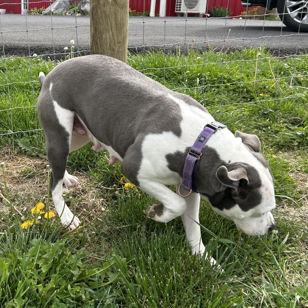 Enlarge Vayda, a Adoptable Pit Bull Terrier in Marion, VA image 4/6