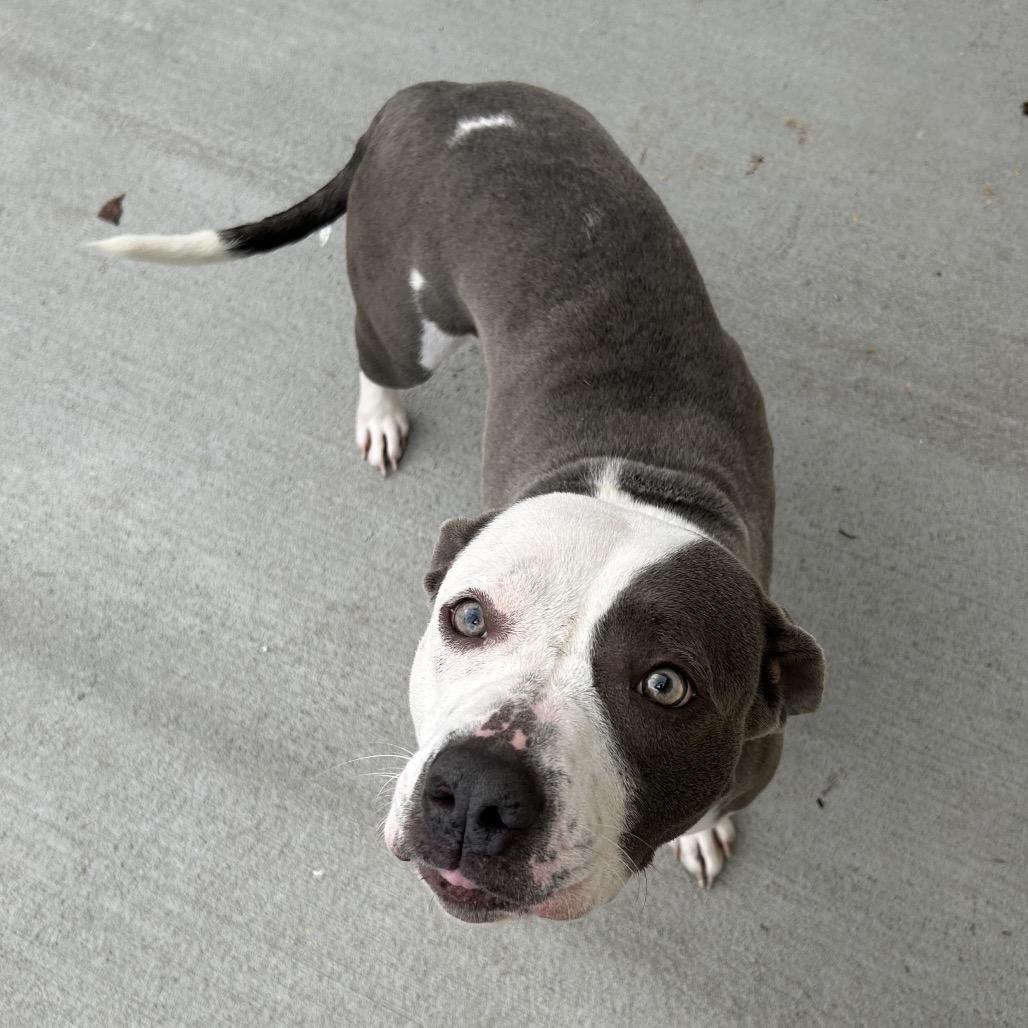 Enlarge Vayda, a Adoptable Pit Bull Terrier in Marion, VA image 5/6