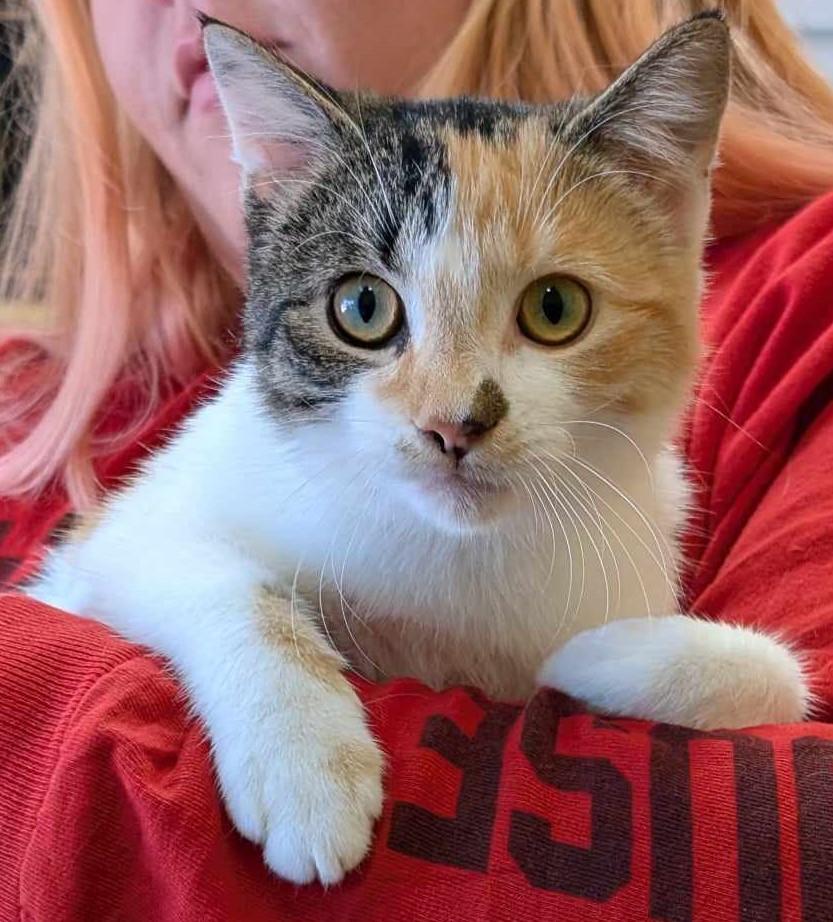 Enlarge Corinne, a Adoptable Domestic Short Hair in La Harpe, KS image 1/3