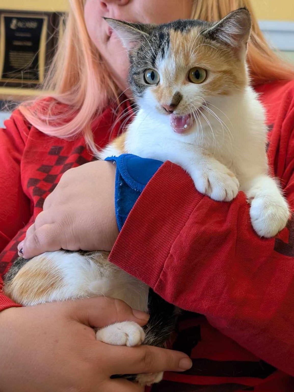 Corinne, Adoptable, Adult Female Domestic Short Hair & Domestic Short Hair.