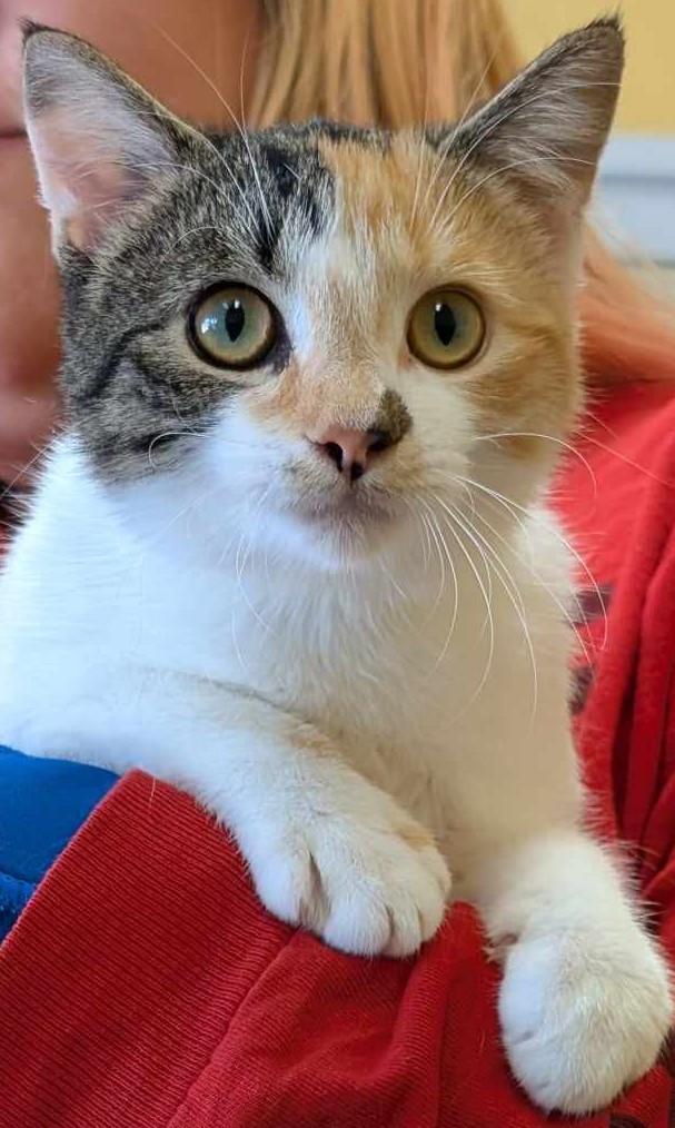 Enlarge Corinne, a Adoptable Domestic Short Hair in La Harpe, KS image 2/3