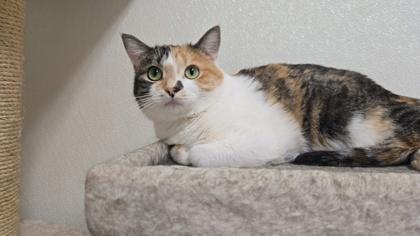 Enlarge Corinne, a Adoptable Domestic Short Hair in La Harpe, KS image 2/3