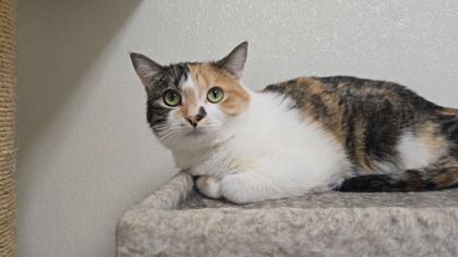 Enlarge Corinne, a Adoptable Domestic Short Hair in La Harpe, KS image 3/3